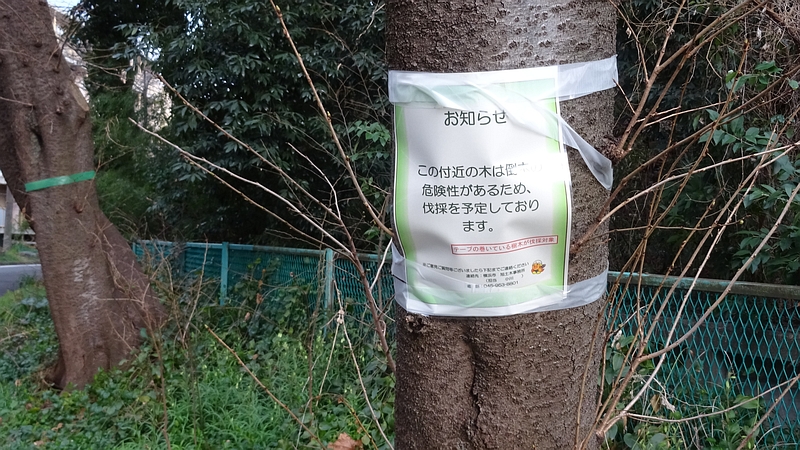 ソメイヨシノの伐採 横浜市旭区今宿南町