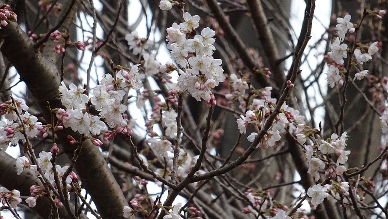カラミザクラの花 横浜市旭区今宿南町