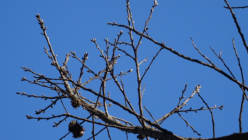 クヌギの冬芽 横浜市旭区矢指町追分市民の森