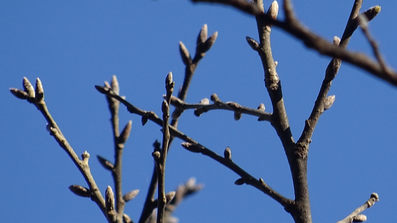 クヌギの冬芽 横浜市旭区矢指町追分市民の森