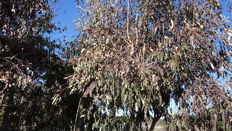 ユーカリ 横浜市旭区矢指町追分市民の森