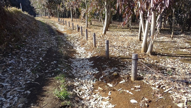 ユーカリの落葉 横浜市旭区矢指町追分市民の森