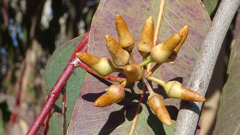 ユーカリの蕾 横浜市旭区矢指町追分市民の森