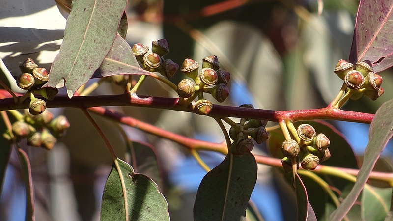 ユーカリの花後 横浜市旭区矢指町追分市民の森