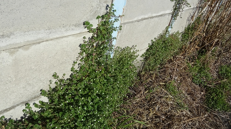 コゴメイヌノフグリの花 横浜市旭区下川井町