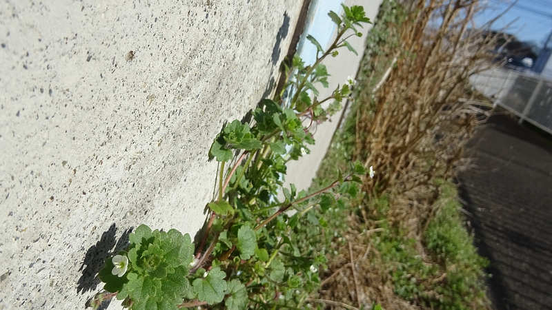 コゴメイヌノフグリの花 横浜市旭区下川井町