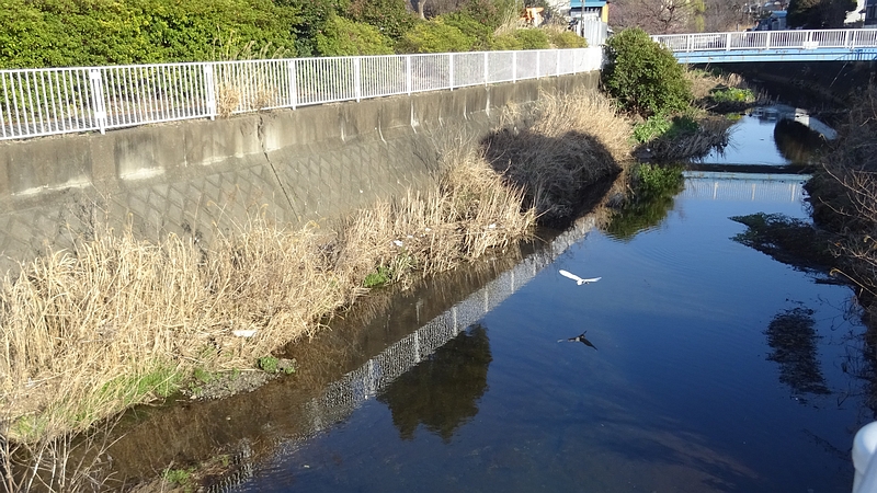 コサギの飛翔 横浜市旭区今宿南町