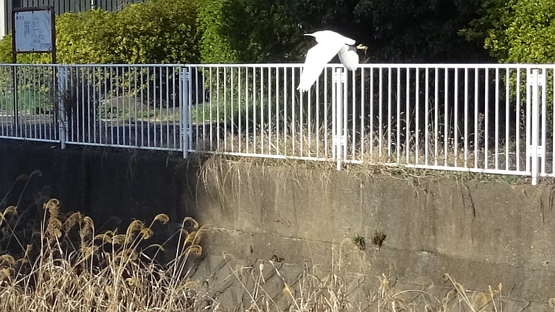 コサギの飛翔 横浜市旭区今宿南町