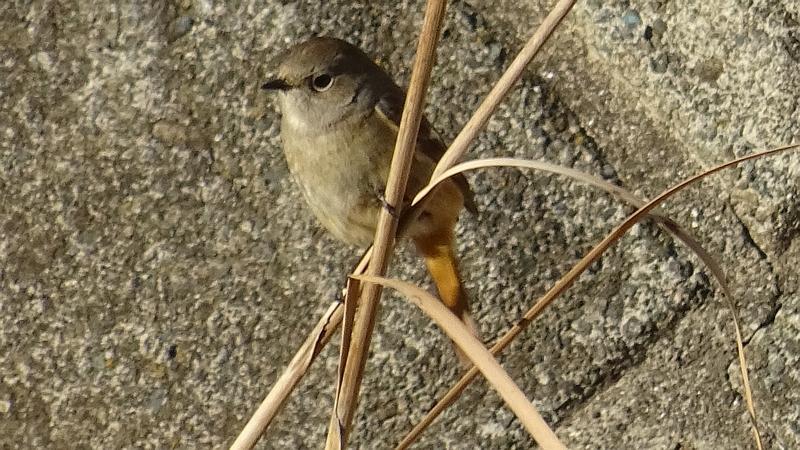 ジョウビタキ♀ 横浜市旭区今宿西町