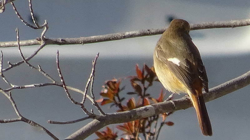 ジョウビタキ♀ 横浜市旭区今宿西町
