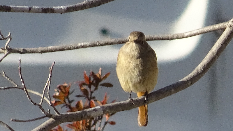 ジョウビタキ♀ 横浜市旭区今宿西町