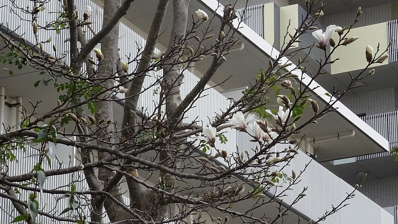 コブシの花 川崎市幸区