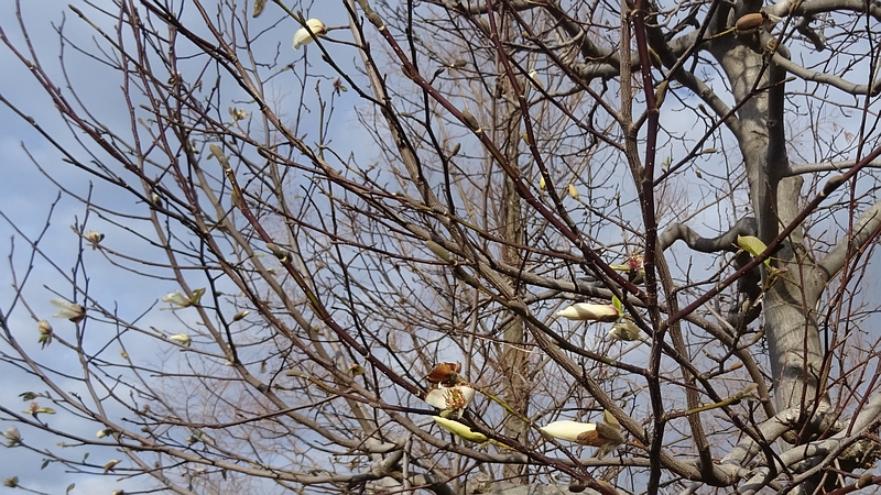 コブシの花 川崎市幸区創造のもり