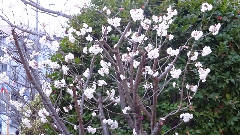 カラミザクラの花 川崎市幸区創造のもり
