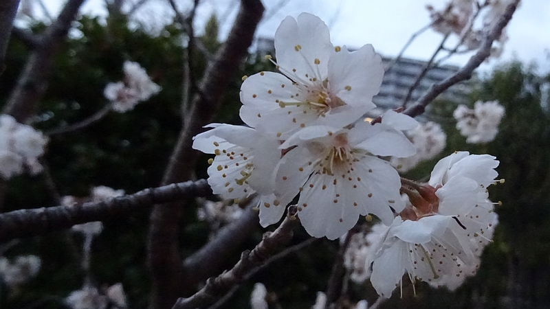 カラミザクラの花 川崎市幸区創造のもり