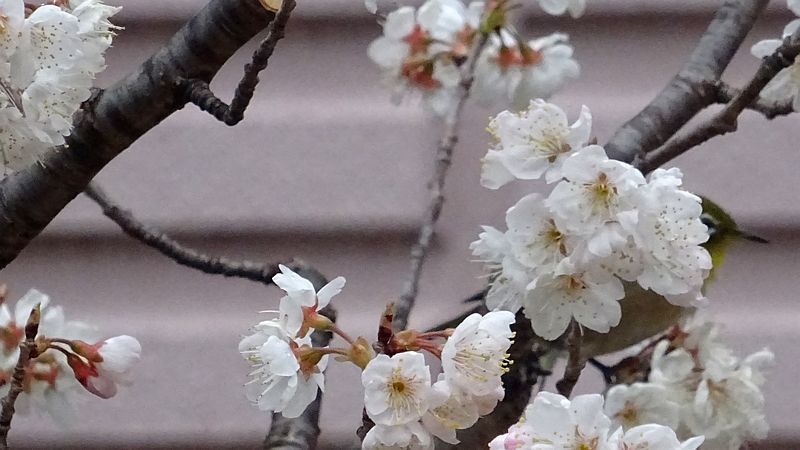 カラミザクラの花のメジロ 川崎市幸区創造のもり