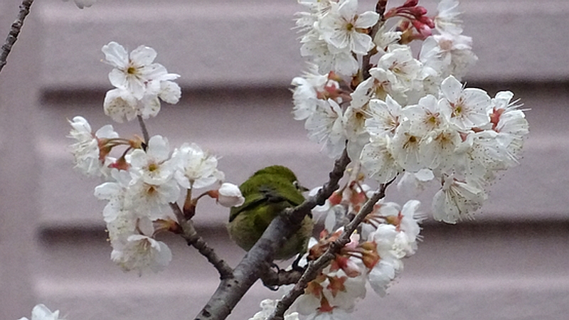 カラミザクラの花のメジロ 川崎市幸区創造のもり