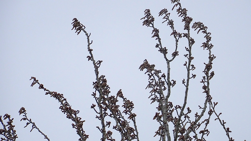 ポプラの雄花 川崎市幸区さいわいふるさと公園