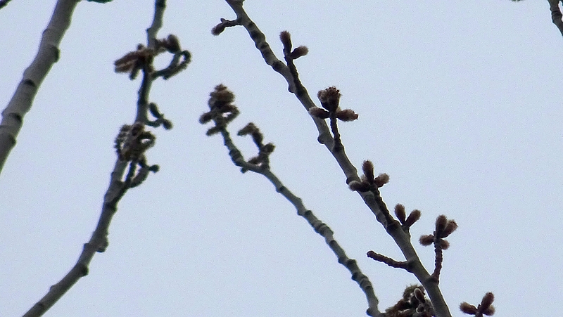 ポプラの雄花 川崎市幸区さいわいふるさと公園