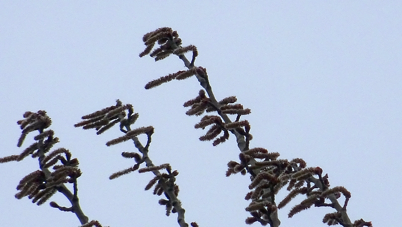 ポプラの雄花 川崎市幸区さいわいふるさと公園