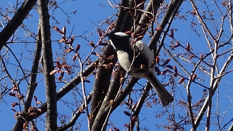 ケヤキのシジュウカラ 川崎市幸区さいわいふるさと公園