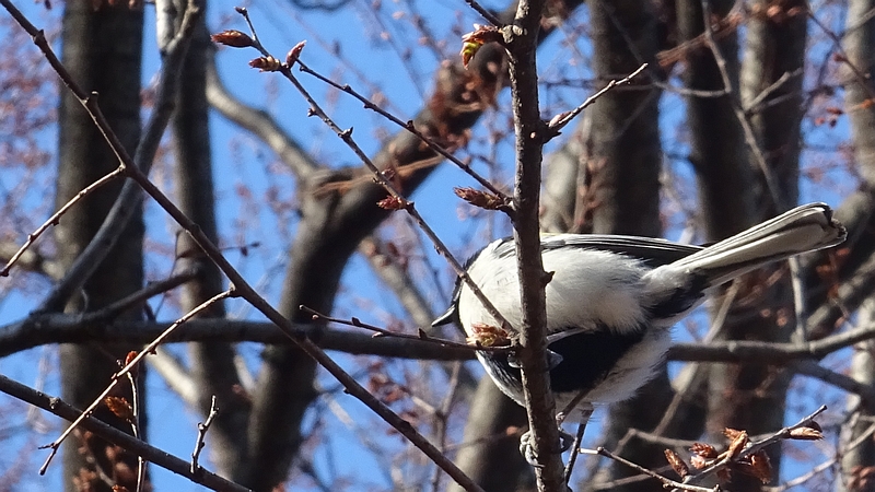 ケヤキのシジュウカラ 川崎市幸区さいわいふるさと公園