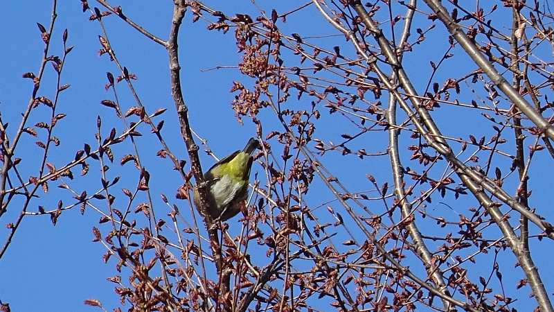ケヤキのメジロ 川崎市幸区さいわいふるさと公園