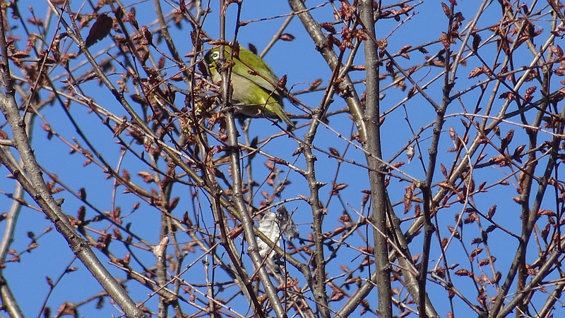ケヤキのメジロ 川崎市幸区さいわいふるさと公園