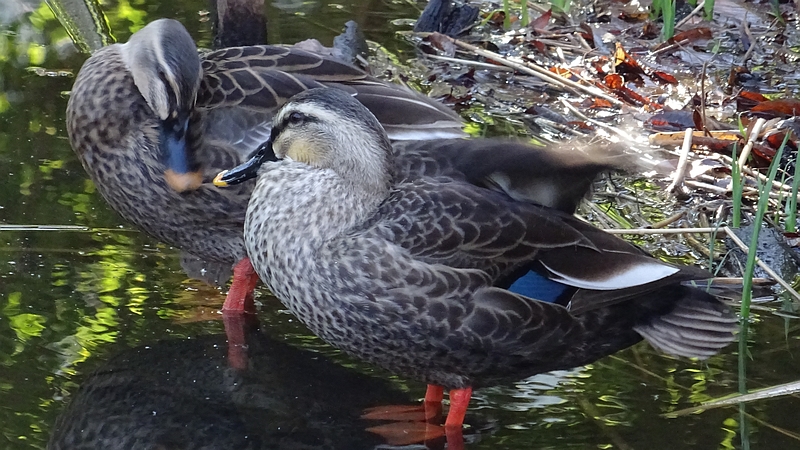 カルガモのつがい 川崎市幸区さいわいふるさと公園
