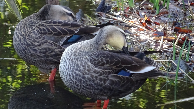 カルガモのつがい 川崎市幸区さいわいふるさと公園