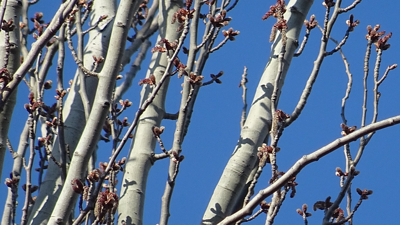 ポプラの雄花 川崎市幸区さいわいふるさと公園