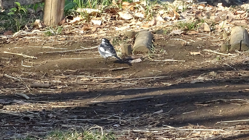 ハクセキレイ 川崎市幸区さいわいふるさと公園