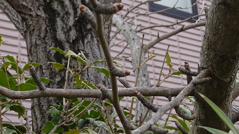 イチョウの冬芽 川崎市幸区創造のもり