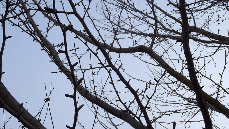 イチョウの冬芽 川崎市幸区創造のもり