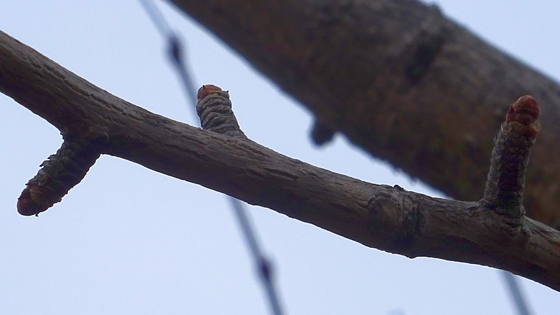 イチョウの冬芽 川崎市幸区創造のもり