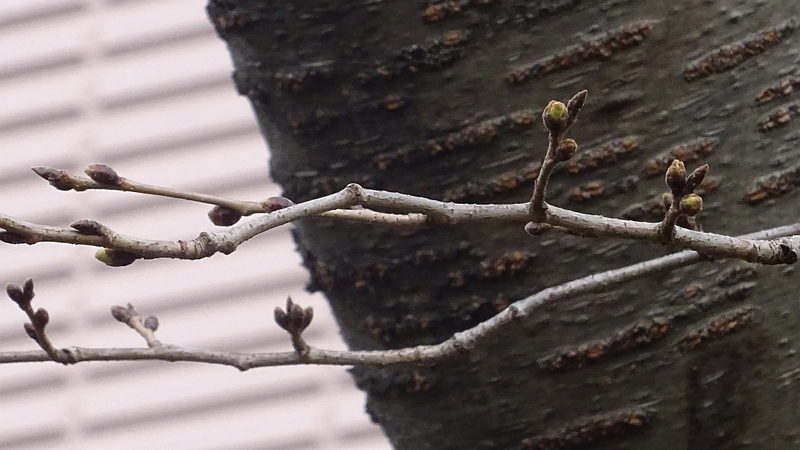 ソメイヨシノの冬芽 川崎市幸区創造のもり