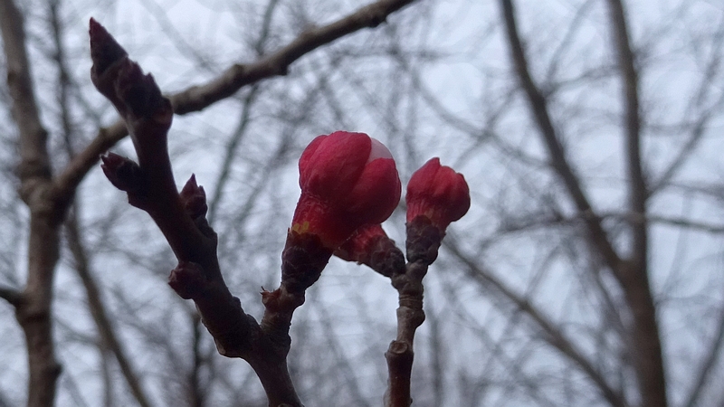 ハナモモの花 川崎市幸区さいわいふるさと公園