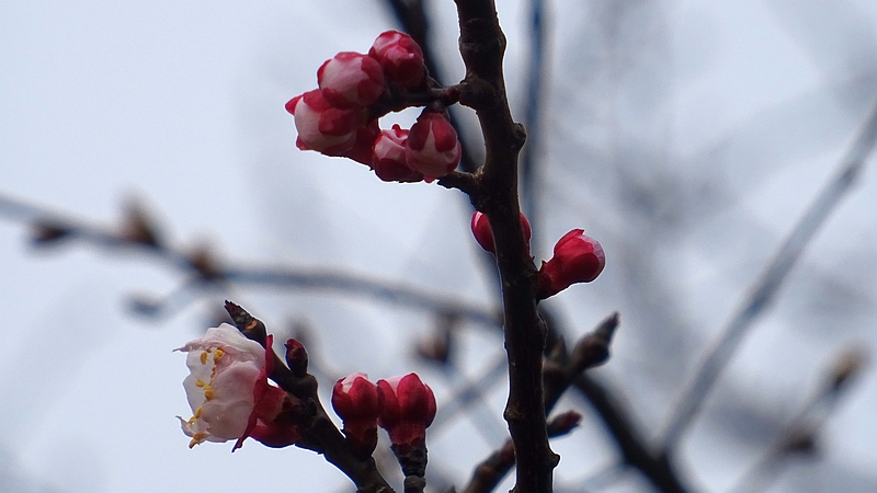 ハナモモの花 川崎市幸区さいわいふるさと公園