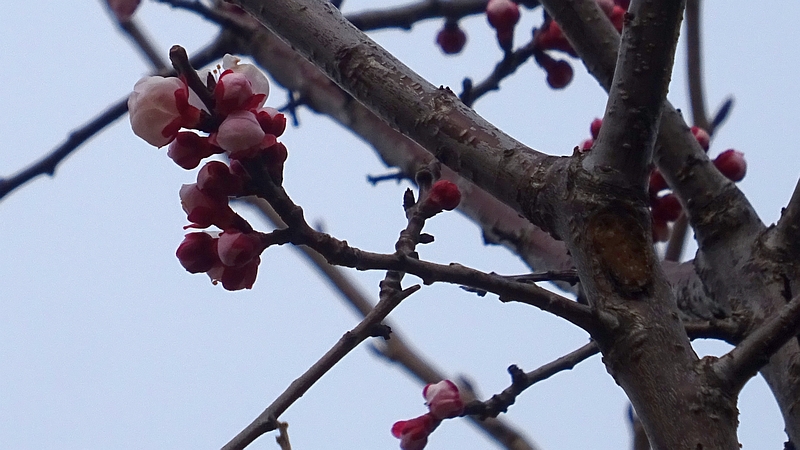 ハナモモの花 川崎市幸区さいわいふるさと公園