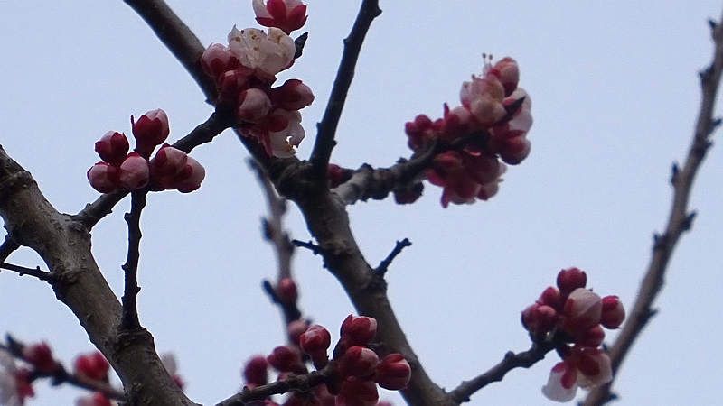 ハナモモの花 川崎市幸区さいわいふるさと公園