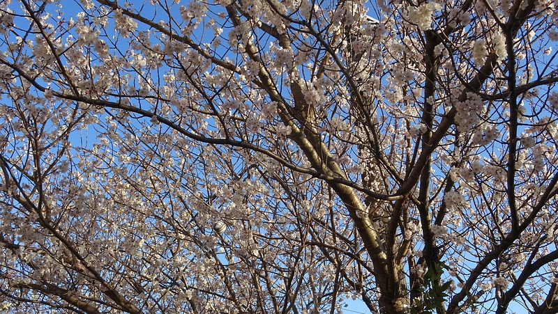 カラミザクラの花 横浜市旭区今宿南町