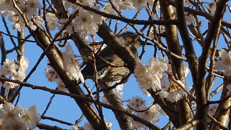 カラミザクラのヒヨドリ 横浜市旭区今宿南町