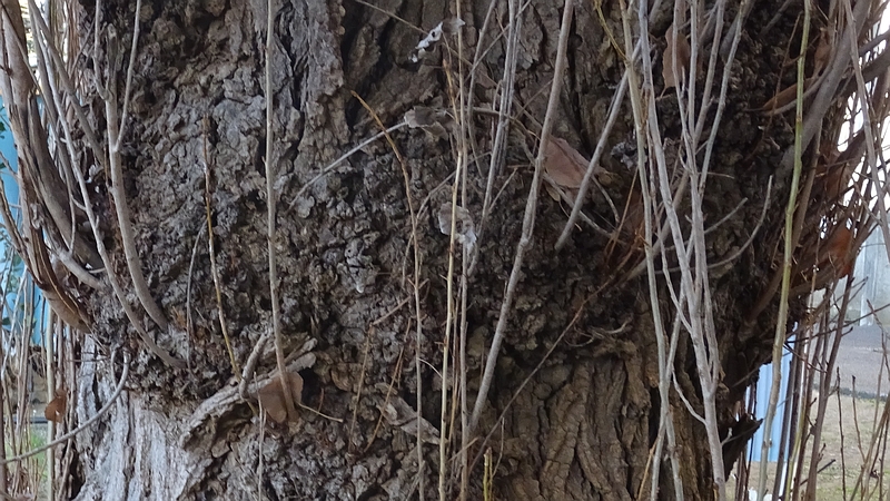 ポプラのひこばえ 横浜市旭区今宿南町
