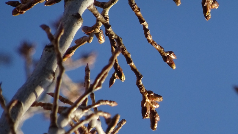 ポプラの冬芽 横浜市旭区今宿南町