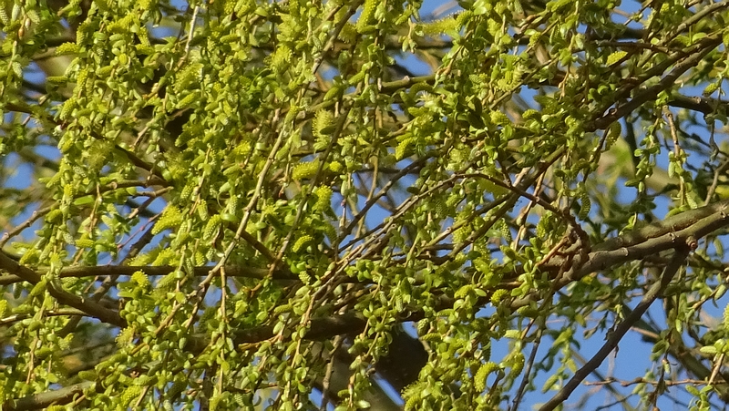 シダレヤナギの雄花 横浜市旭区今宿南町