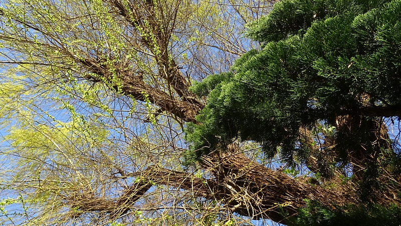 シダレヤナギの雄花 横浜市旭区今宿南町
