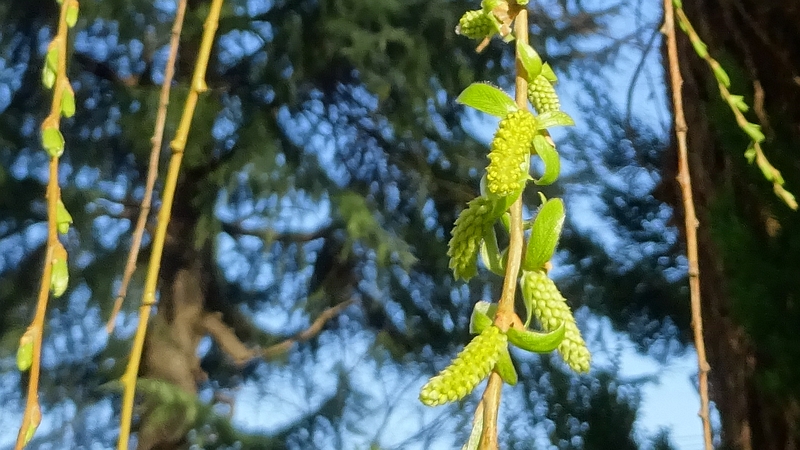 シダレヤナギの雄花 横浜市旭区今宿南町