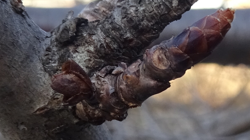 カンザンの冬芽 横浜市旭区今宿南町