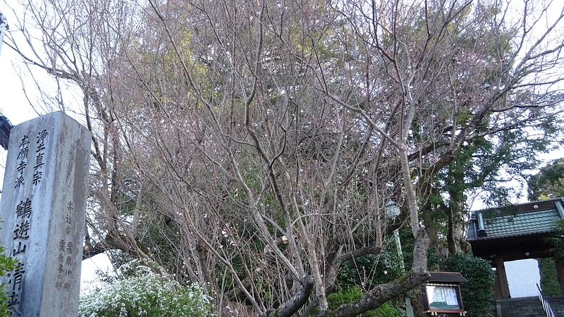 ジュウガツザクラの花 横浜市旭区今宿南町清来寺
