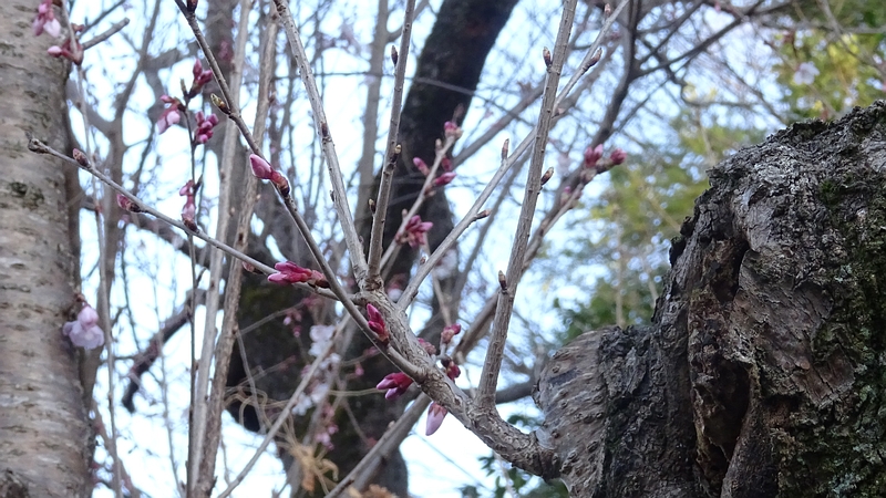 ジュウガツザクラの花 横浜市旭区今宿南町清来寺